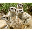 Meet the Meerkats for Two Shropshire Group